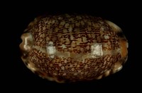 藏品(阿拉伯寶螺)的圖片